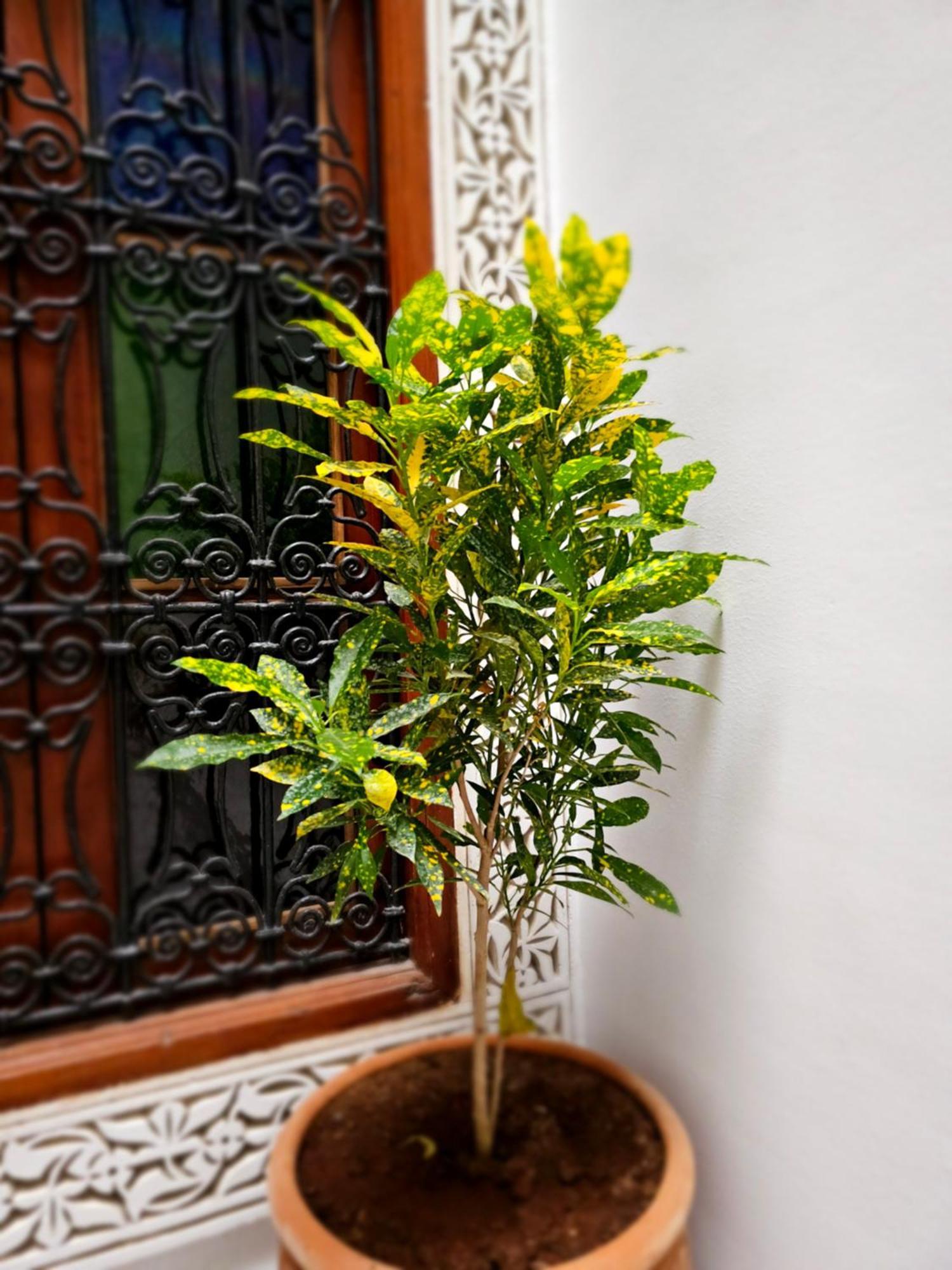 Riad Fes Miracle Екстер'єр фото